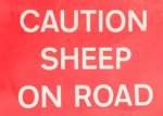 caution-sheep-on-road.jpg